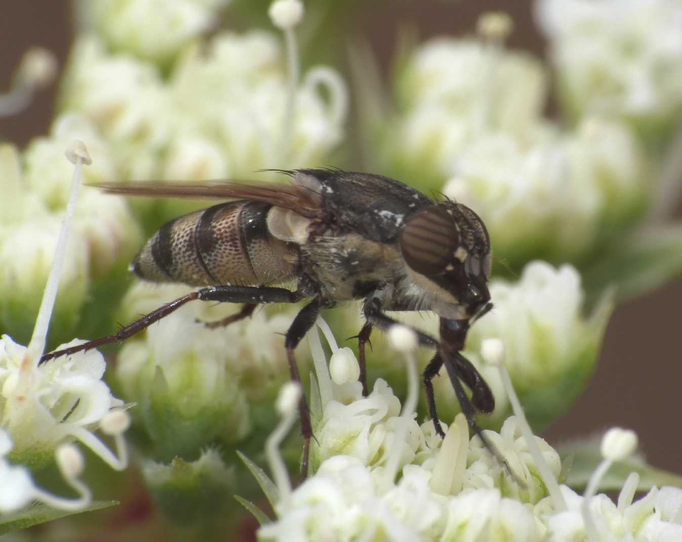 Stomorhina lunata?